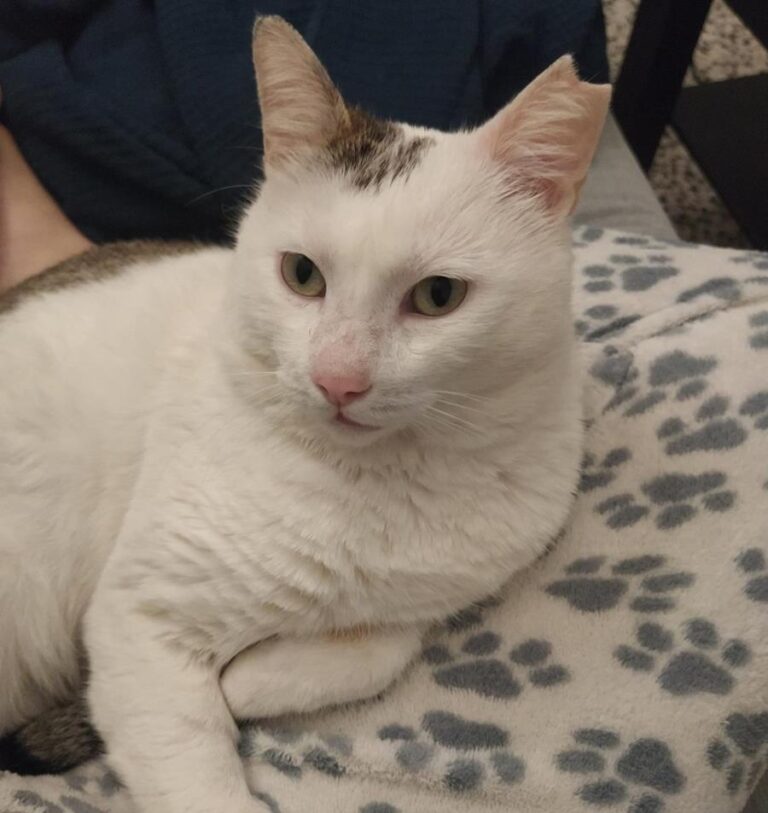 multimedia-foto70590-460-1