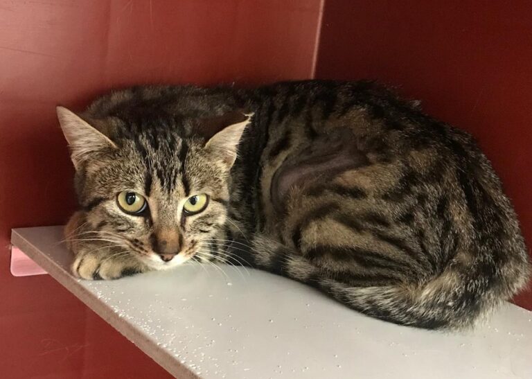 multimedia-foto70645-905-1