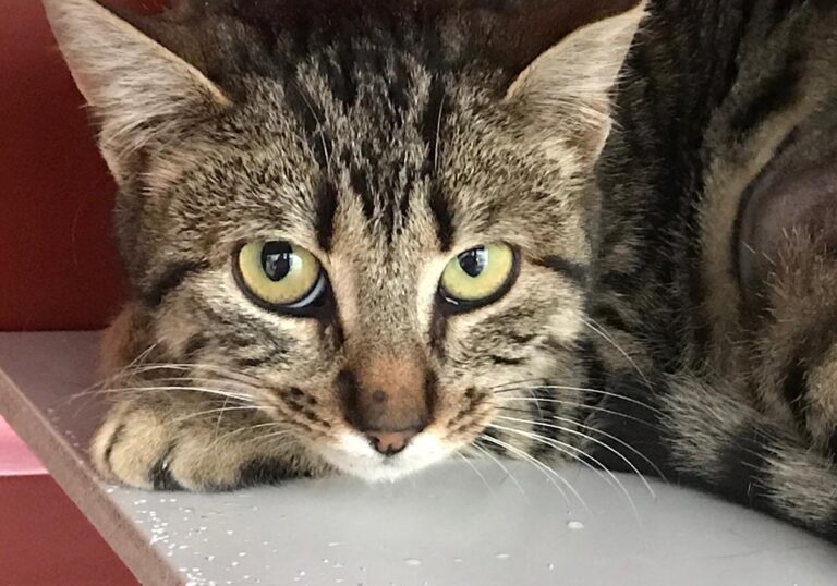 multimedia-foto70646-905-1