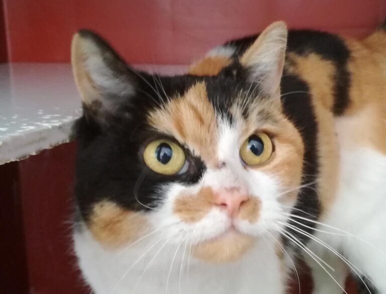 multimedia-foto70666-936-1