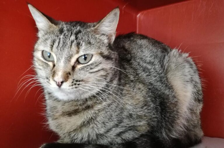 multimedia-foto70668-63-1