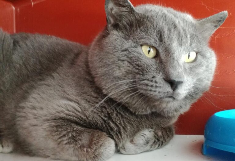 multimedia-foto70676-228-1