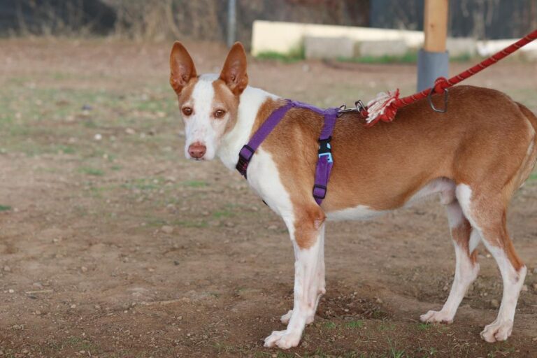 multimedia-foto70695-196-1