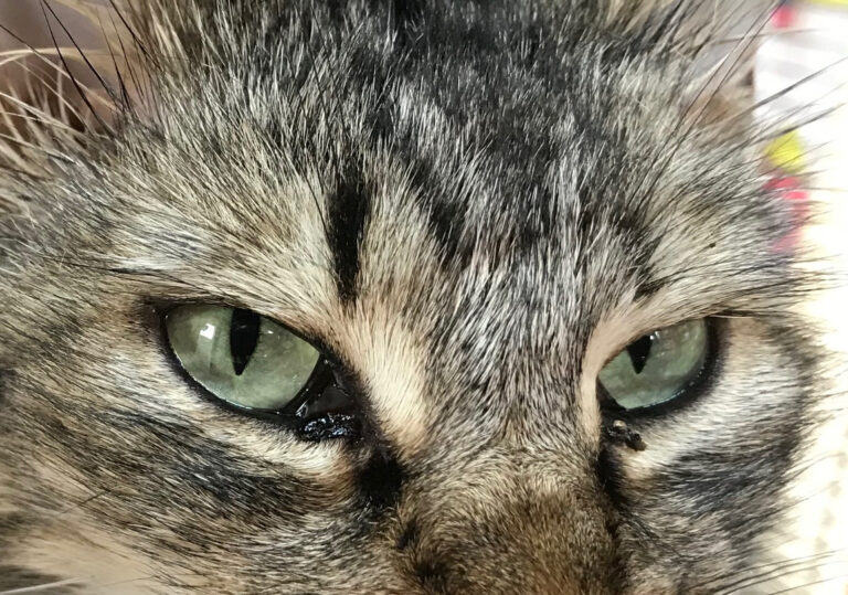 multimedia-foto70728-794-1