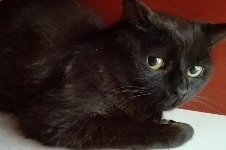 multimedia-foto70740-383-1