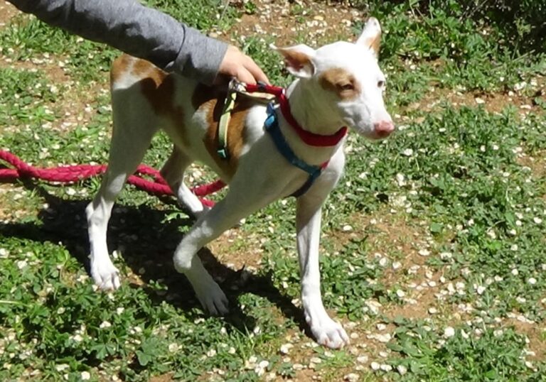 multimedia-foto70787-808-1