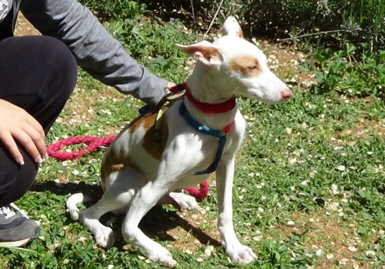 multimedia-foto70788-808-1