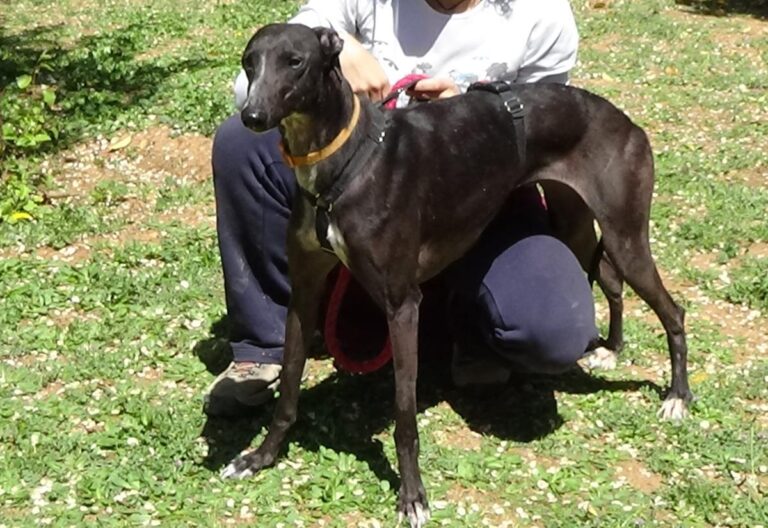 multimedia-foto70810-472-1