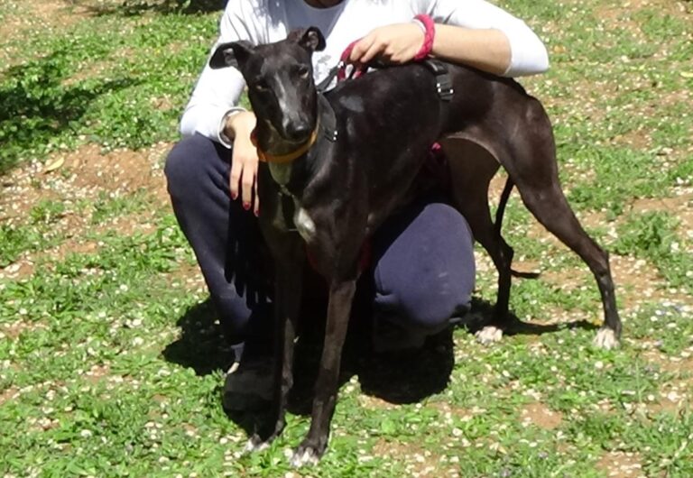 multimedia-foto70812-472-1