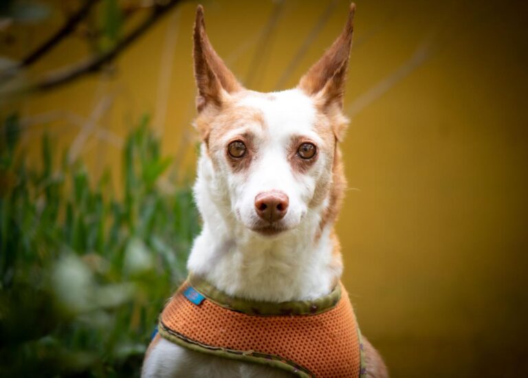 multimedia-foto70866-439-1