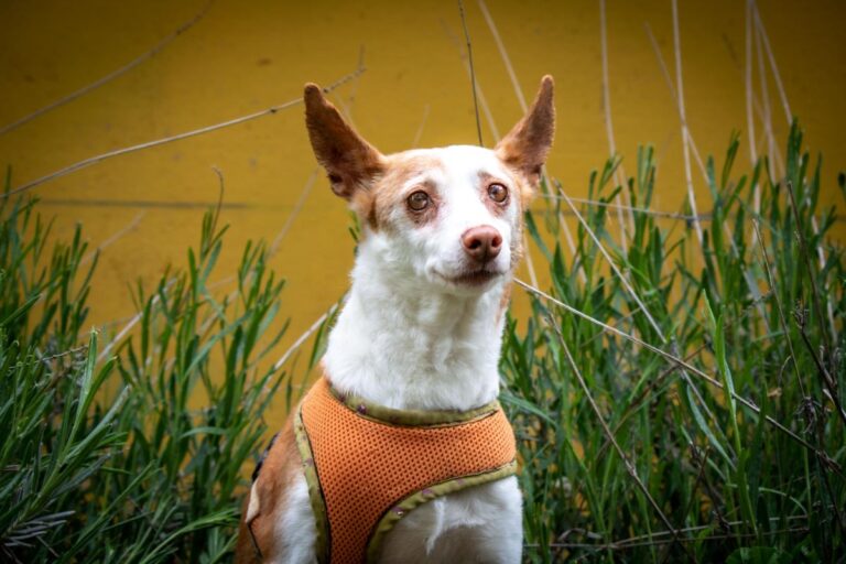 multimedia-foto70867-439-1