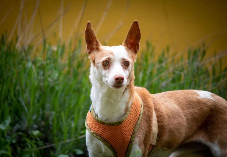 multimedia-foto70868-439-1