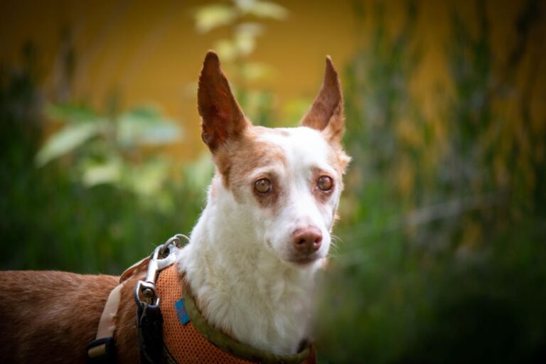 multimedia-foto70869-439-1