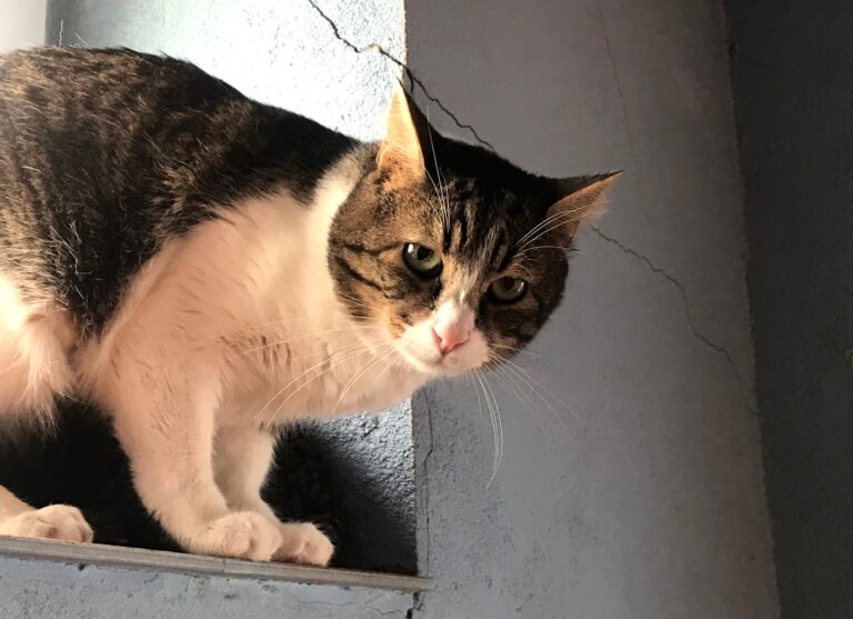 multimedia-foto70904-648-1