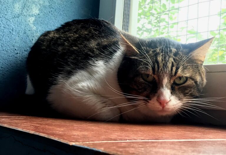 multimedia-foto70905-649-1