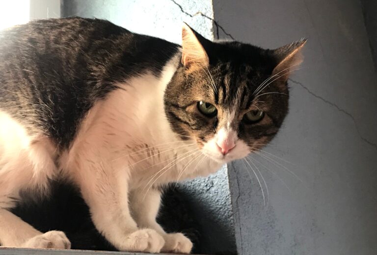 multimedia-foto70906-649-1