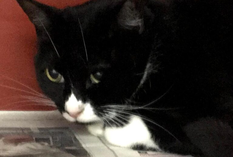 multimedia-foto70963-497-1