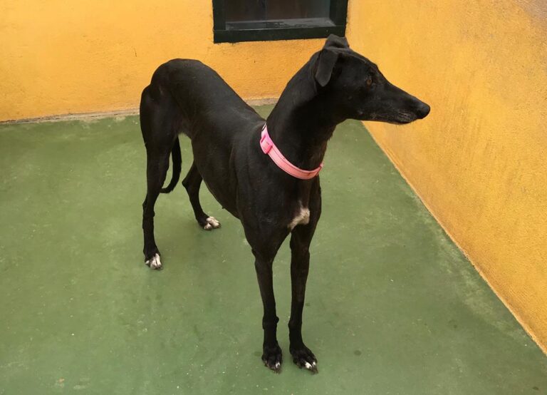 multimedia-foto70970-850-1