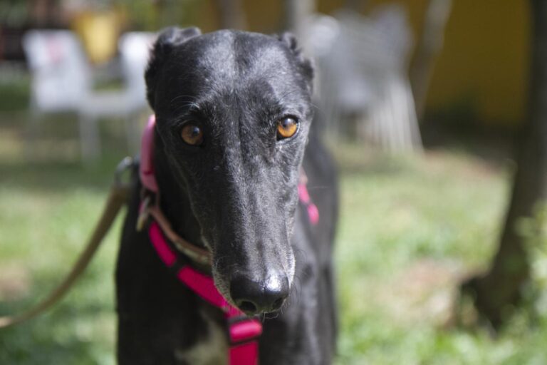 multimedia-foto70971-850-1