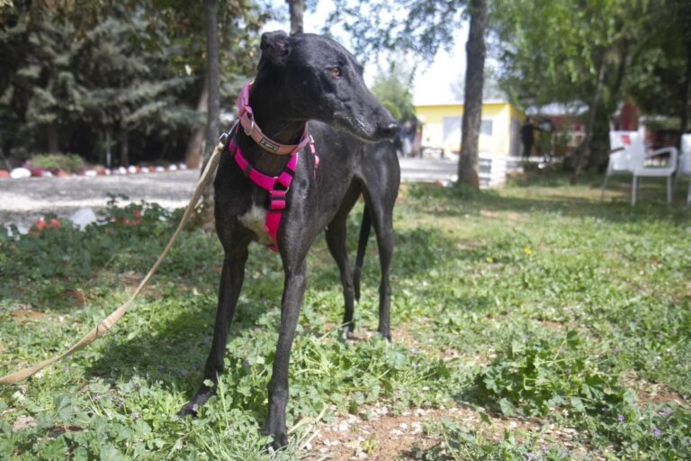 multimedia-foto70972-850-1