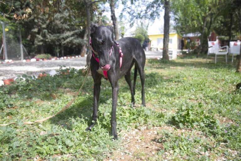 multimedia-foto70973-851-1