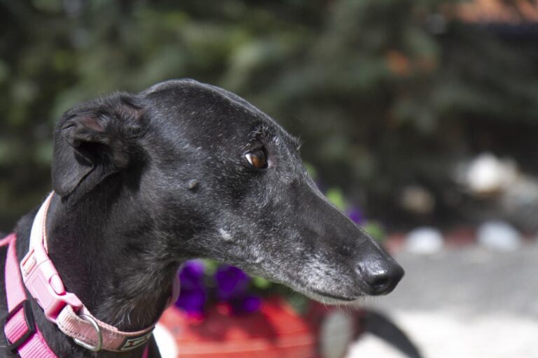 multimedia-foto70976-851-1