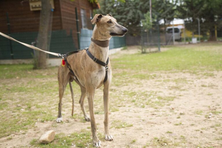 multimedia-foto70983-506-1