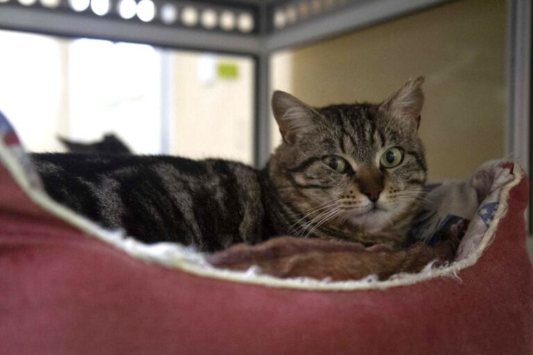 multimedia-foto71067-458-1