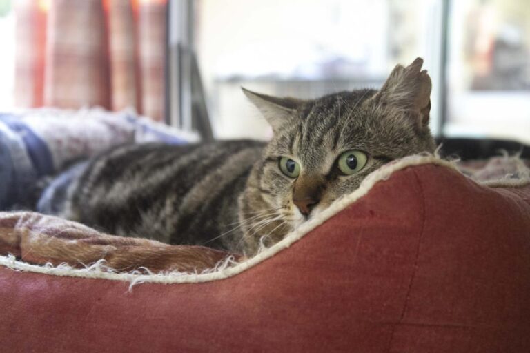 multimedia-foto71068-458-1