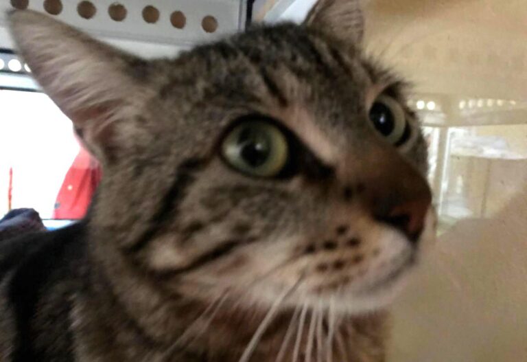 multimedia-foto71070-459-1