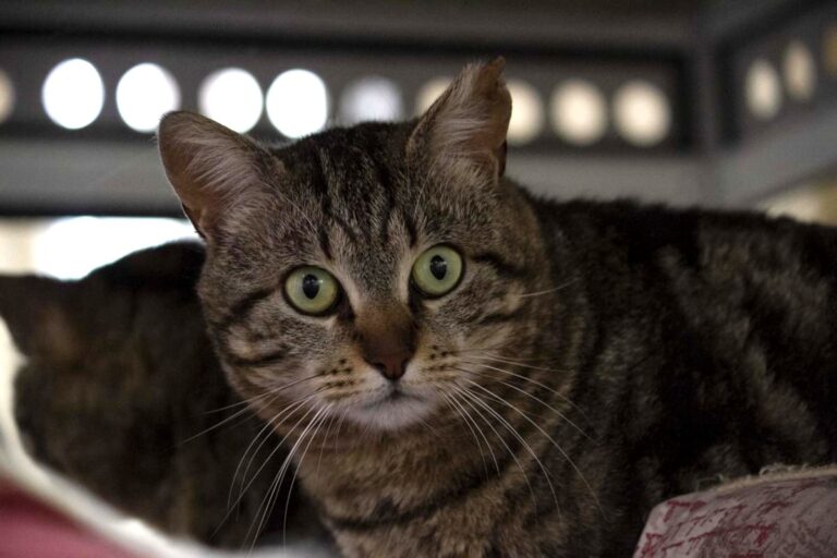 multimedia-foto71071-459-1