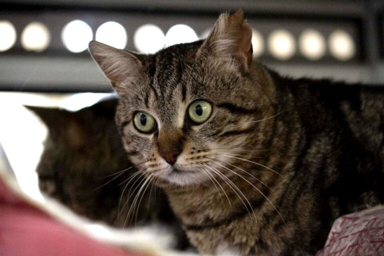 multimedia-foto71072-459-1