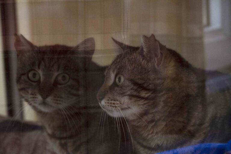 multimedia-foto71073-459-1