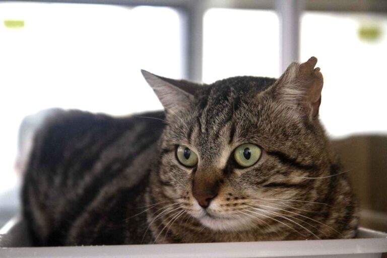 multimedia-foto71074-460-1