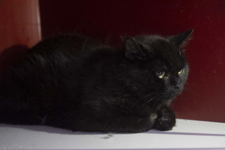 multimedia-foto71084-900-1