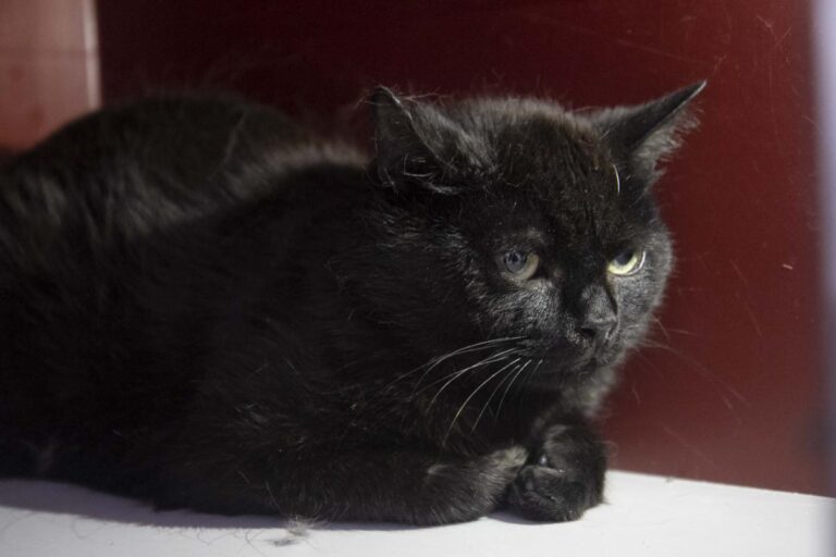 multimedia-foto71085-900-1