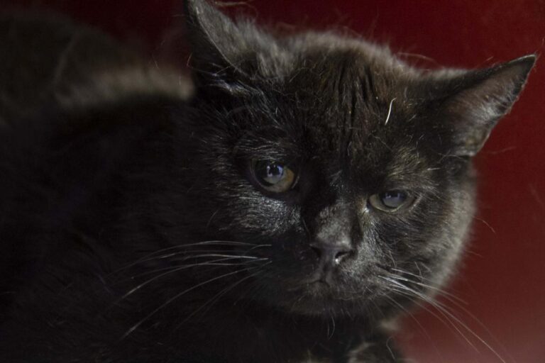 multimedia-foto71087-900-1