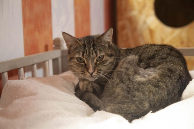 multimedia-foto71091-87-1