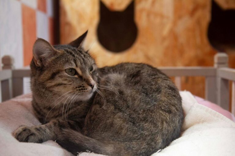 multimedia-foto71092-87-1