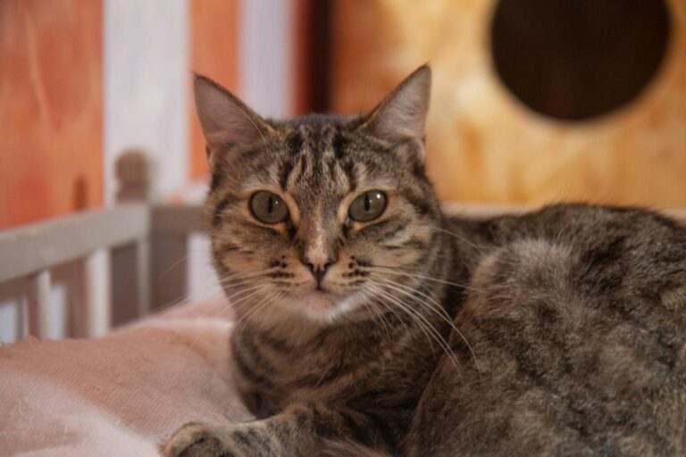 multimedia-foto71093-87-1