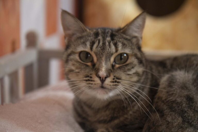 multimedia-foto71094-87-1