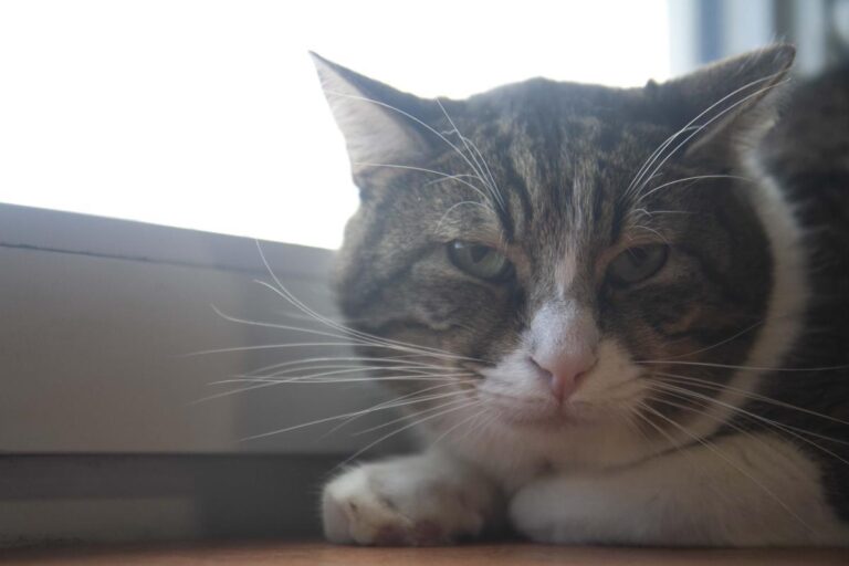 multimedia-foto71143-111-1