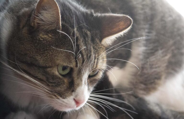 multimedia-foto71144-111-1