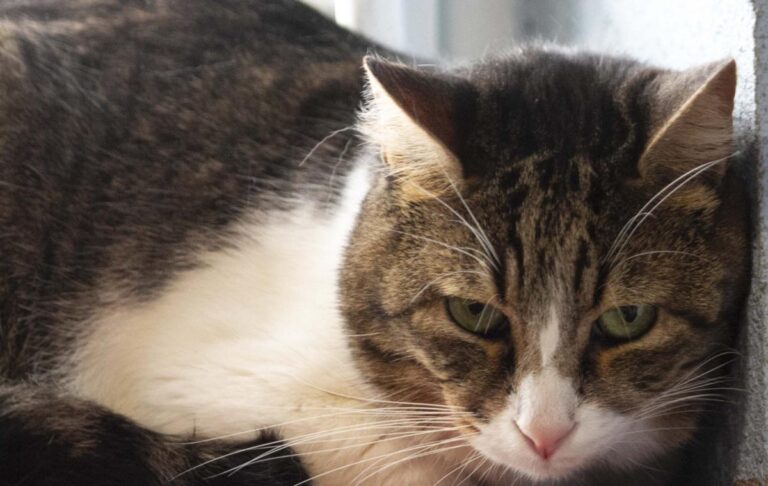 multimedia-foto71145-111-1