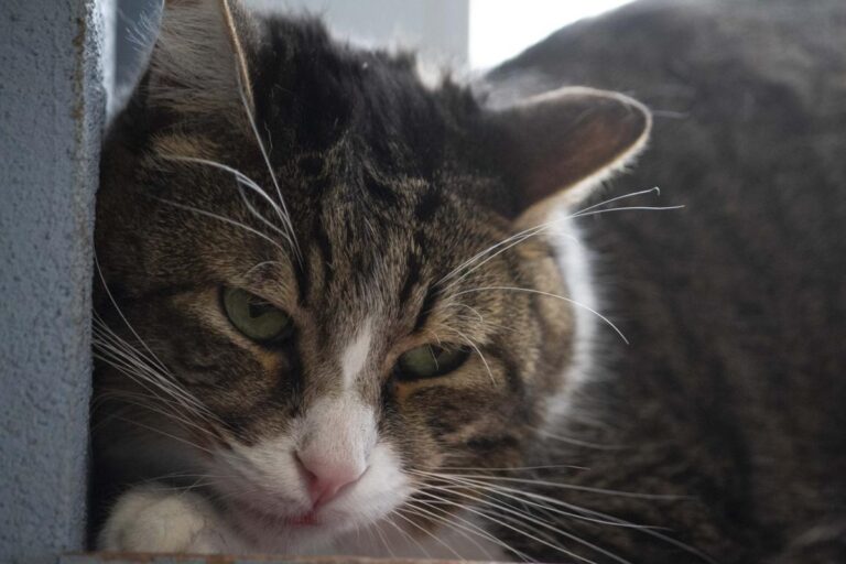 multimedia-foto71146-111-1