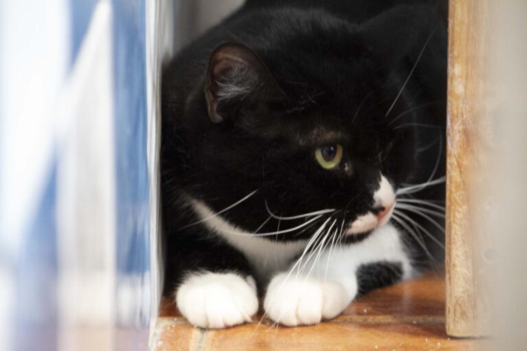 multimedia-foto71166-544-1