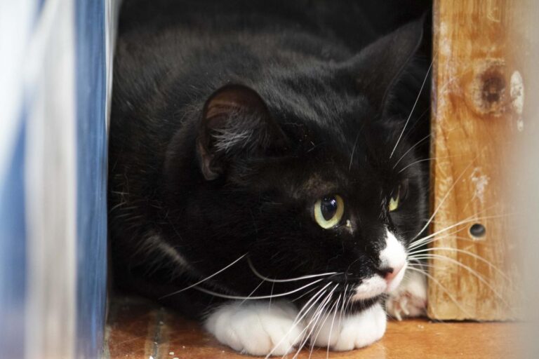 multimedia-foto71167-545-1