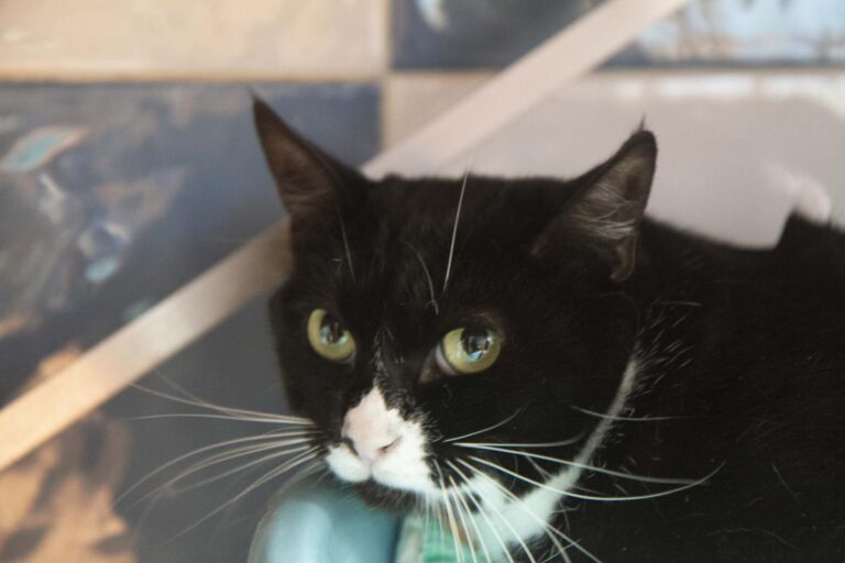 multimedia-foto71168-545-1