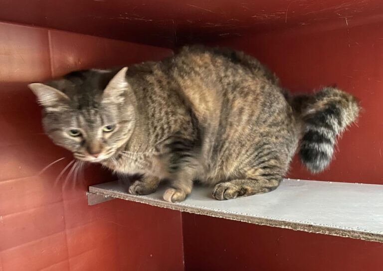 multimedia-foto71172-581-1