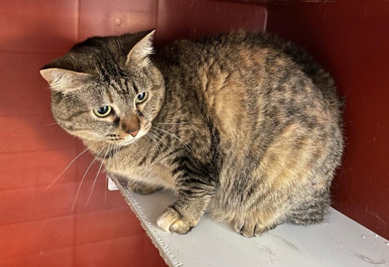 multimedia-foto71173-582-1